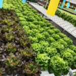 hydroponics-consultants-in-india (1)