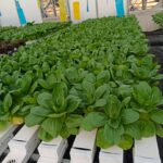 hydroponics-consultants-in-india (11)