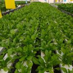 hydroponics-consultants-in-india (13)