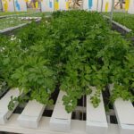 hydroponics-consultants-in-india (14)