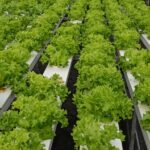 hydroponics-consultants-in-india (17)