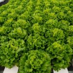 hydroponics-consultants-in-india (4)