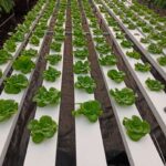 hydroponics-consultants-in-india (5)