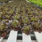 hydroponics-consultants-in-india (6)