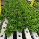 hydroponics-consultants-in-india (8)