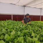 hydroponics-farming-in-india-profitable. (10)