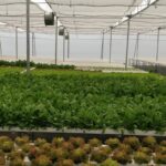hydroponics-farming-in-india-profitable. (11)