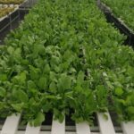 hydroponics-farming-in-india-profitable. (12)