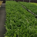 hydroponics-farming-in-india-profitable. (13)