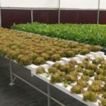 hydroponics-farming-in-india-profitable. (14)