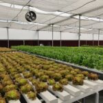 hydroponics-farming-in-india-profitable. (4)