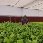 hydroponics-farming-in-india-profitable. (5)