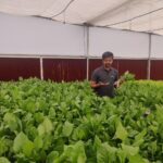 hydroponics-farming-in-india-profitable. (7)