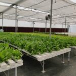 hydroponics-farming-in-india-profitable. (8)