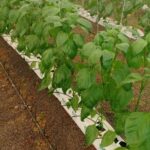 hydroponics-in-coastal-areas-commercial-farming (11)