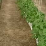 hydroponics-in-coastal-areas-commercial-farming (18)