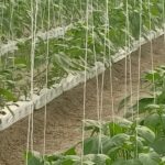 hydroponics-in-coastal-areas-commercial-farming (2)