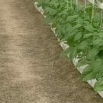 hydroponics-in-coastal-areas-commercial-farming (4)