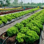 Hydroponics in Hyderabad