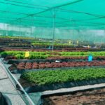 hydroponics-in-hyderabad-teangana-nethouse (2)