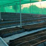 hydroponics-in-hyderabad-teangana-nethouse (6)