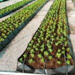 hydroponics-in-hyderabad-teangana-nethouse (7)