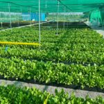 hydroponics-in-hyderabad-teangana-nethouse (8)